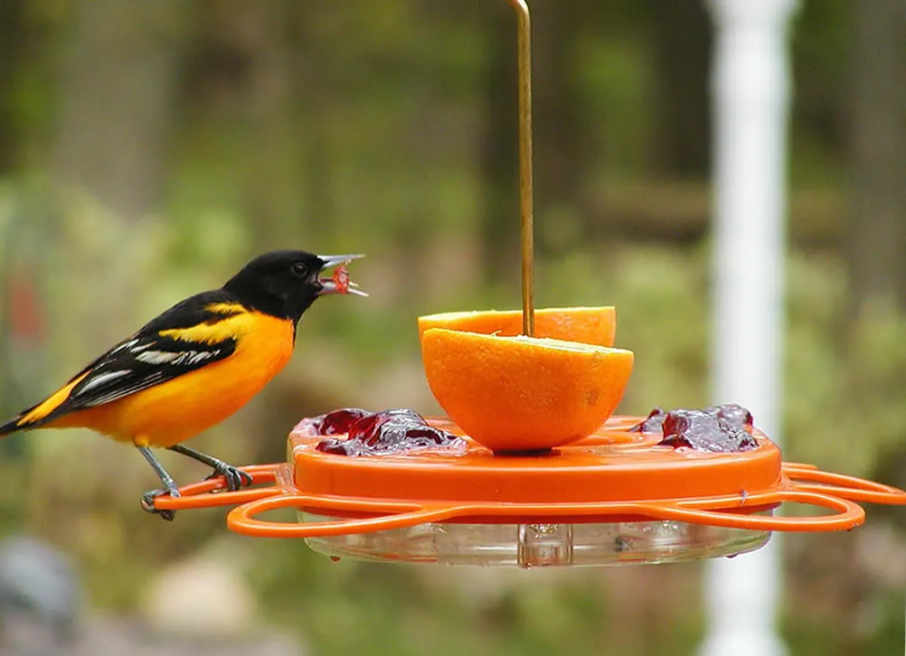 BirdsChoice Oriole Fest Feeder