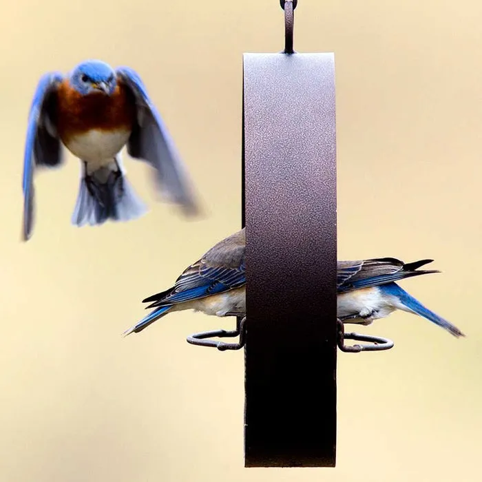 Bluebird Feeder & Sphere