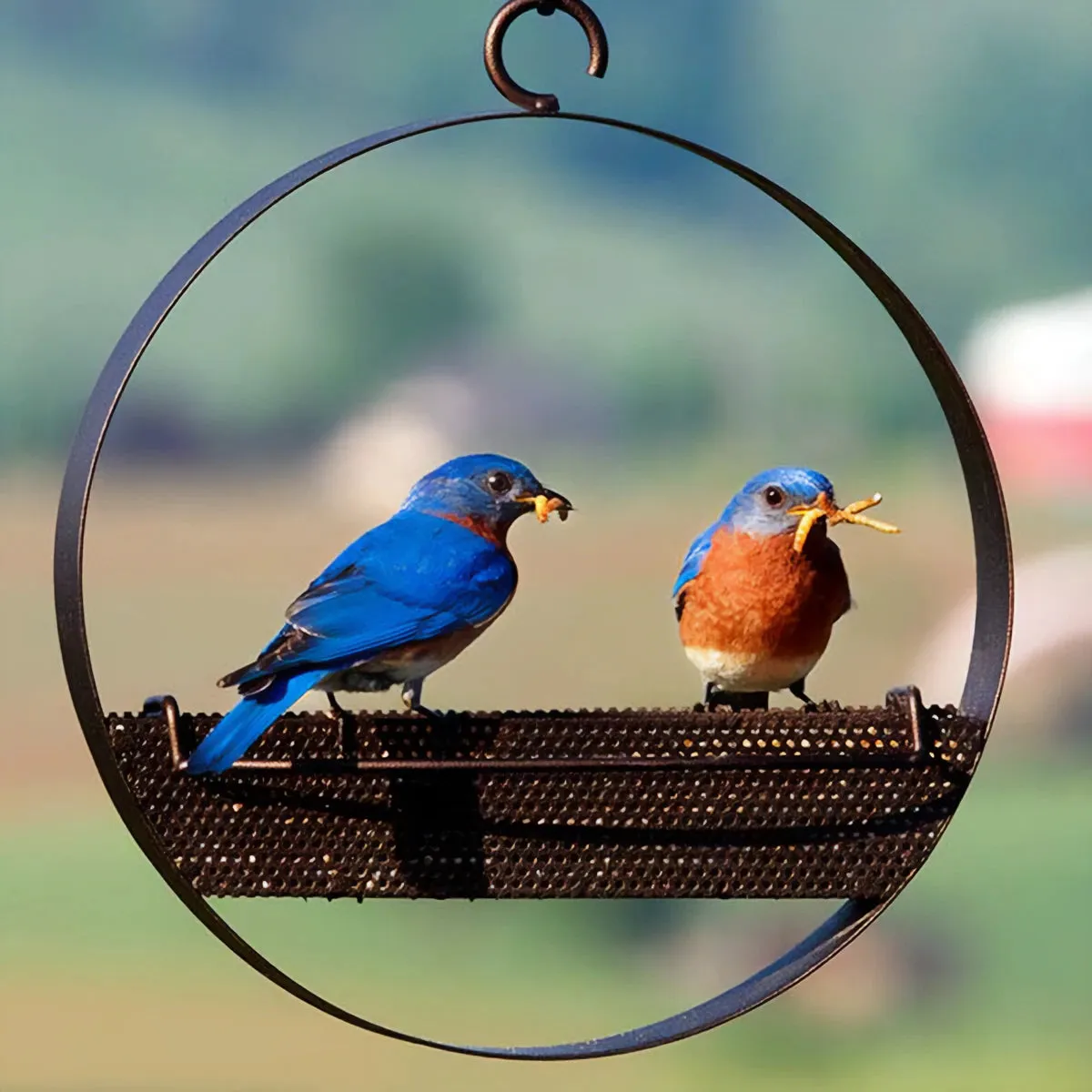 Bluebird Feeder & Sphere