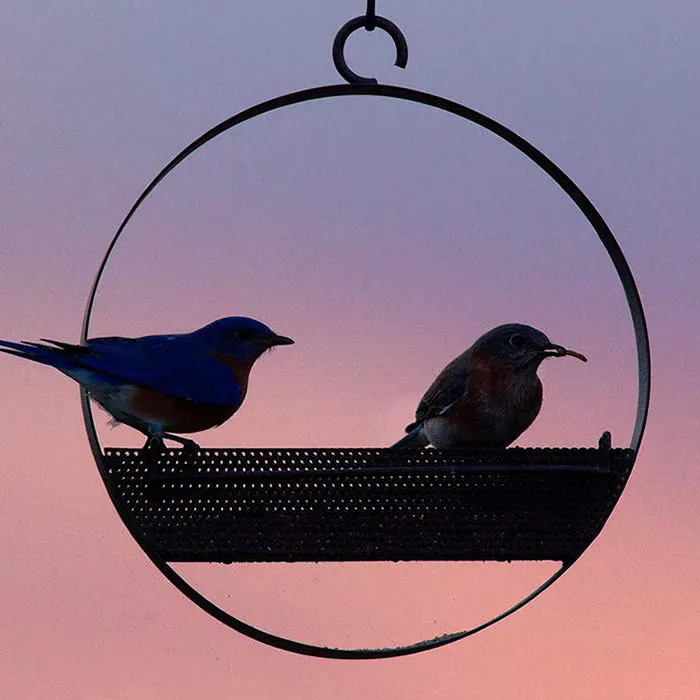 Bluebird Feeder & Sphere