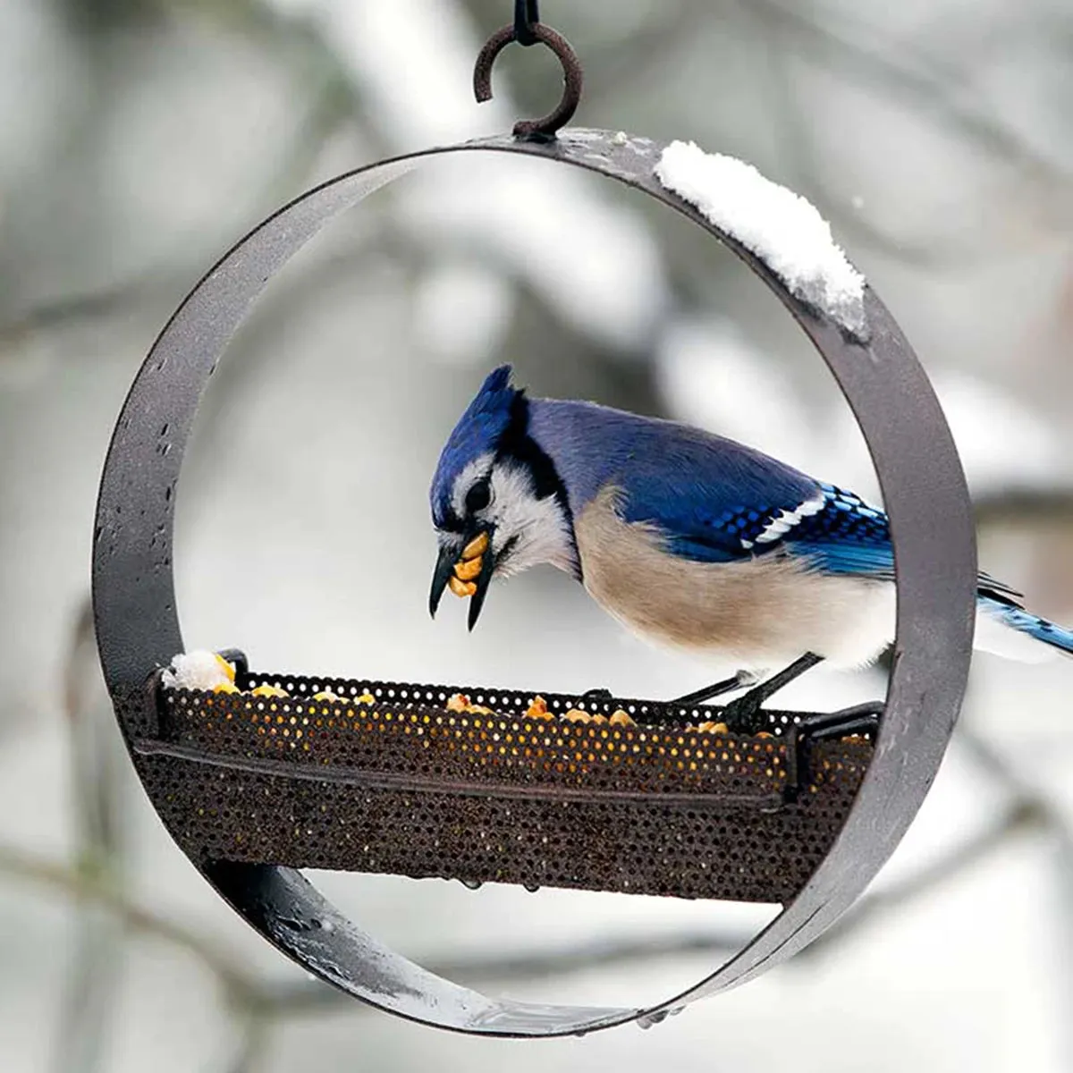 Bluebird Feeder & Sphere